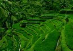 Ceking