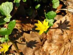 charawilliams.com Celandine