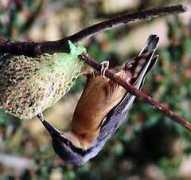 oiseaux.net Celerin