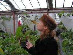 Celinet
