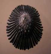 Cellana