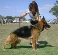 Celline