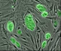 Cells
