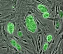 Cells