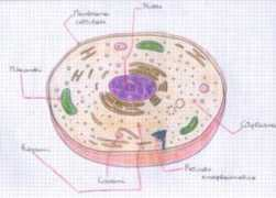 Cellula