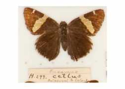 butterfliesofamerica.com Cellus