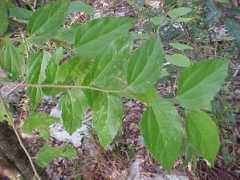 cybertruffle.org.uk Celtis