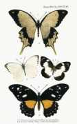 Cenea