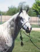 babsonarabians.com Ceniza