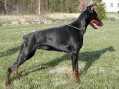 Cenna