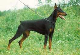 Cenna