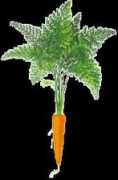carrotmuseum.co.uk Cenoura