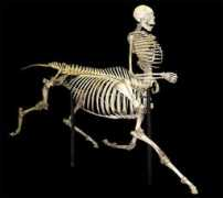 weloveyouso.com Centaur
