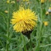 deeproot.co.uk Centaurea