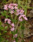 paulnoll.com Centaury