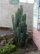 Ceper