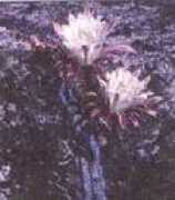 cactusclubn.narod.ru Cerae