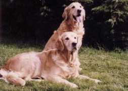 retrievers-catcombe.co.uk Ceraphin