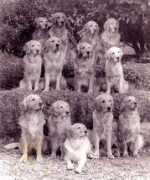 retrievers-catcombe.co.uk Ceraphin