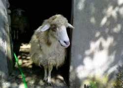 vallevegan.org Cerasella