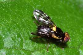 diptera.info Cerasi