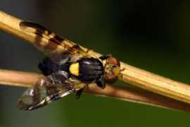 diptera.info Cerasi