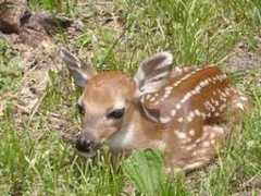 beppegrillo.it Cerbiatto