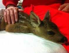 lanazione.it Cerbiatto