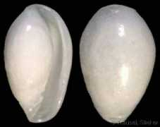 gastropods.com Cereo