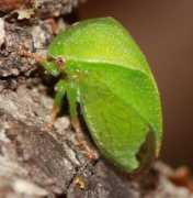 bugguide.net Ceresini