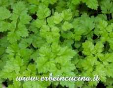 Cerfoglio