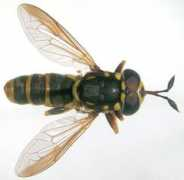 phorid.net Ceriana
