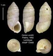 invertebrates.si.edu Cerion