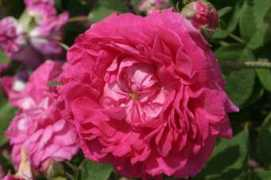 rosesloubert.com Cerisette
