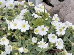 botanic.jp Cerlat