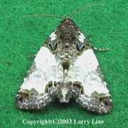 marylandmoths.com Cerma