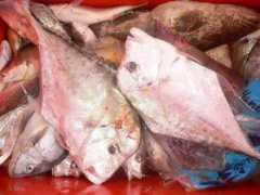 sgfishingboat.com Cermin