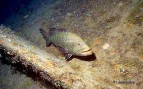 digilander.libero.it Cernia