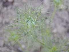 zahrada-sk.com Cernuska