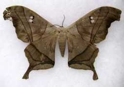 whatsthatbug.com Cersey