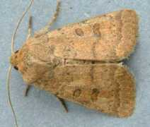 mothsofdungeness.co.uk Certain