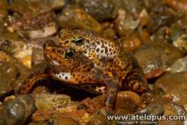 atelopus.com Certus