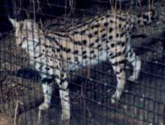 pantheress.com Cerval
