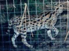 pantheress.com Cerval