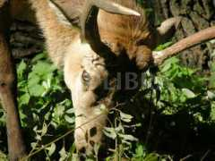 fotolibra.com Cervas