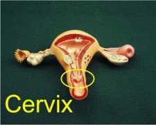 Cervix