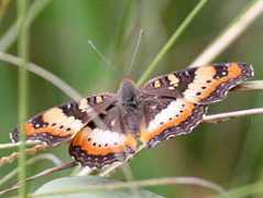 biodiversityexplorer.org Ceryne
