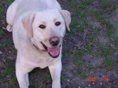 saveadog.com Cesaer