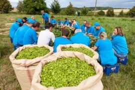 agris.cz Cesali