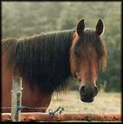 cesamarabians.com Cesam